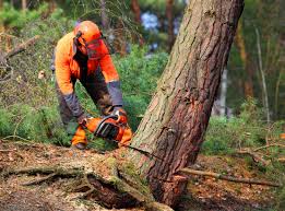 Best Lot and Land Clearing  in Melville, RI