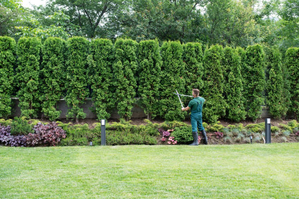 Best Pest Control for Lawns  in Melville, RI