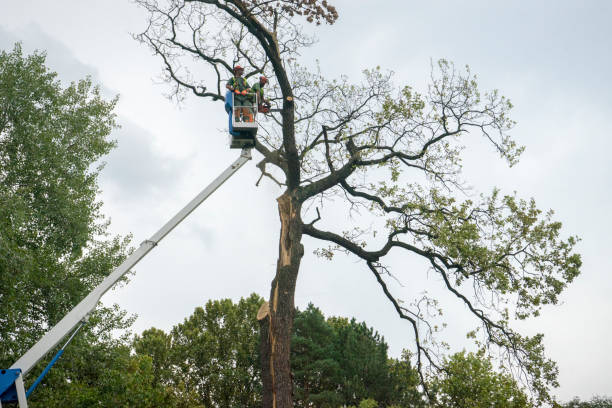 Best Storm Damage Tree Cleanup  in Melville, RI