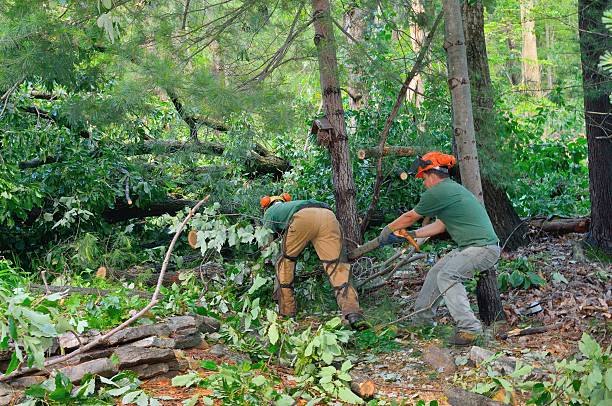 Best Arborist Consultation Services  in Melville, RI