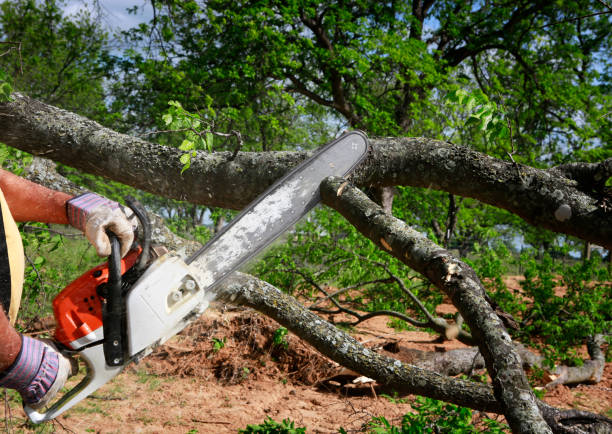 Leaf Removal in Melville, RI